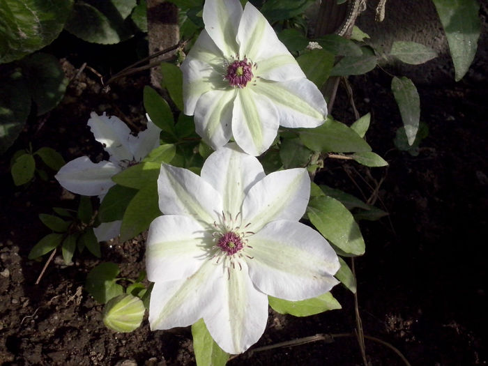 CAM01688 - 2014 FLORI EXTERIOR