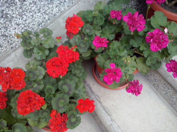 CAM01692 - 2014 FLORI EXTERIOR