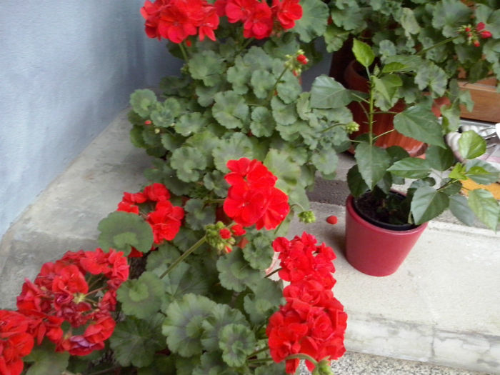 CAM01693 - 2014 FLORI EXTERIOR