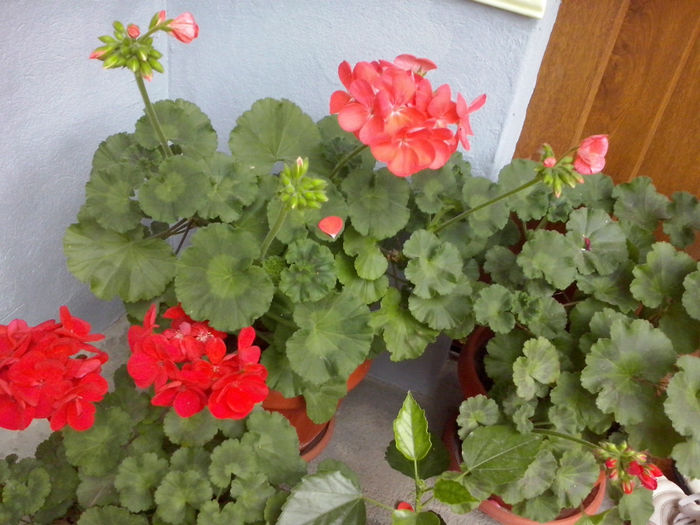 CAM01694 - 2014 FLORI EXTERIOR