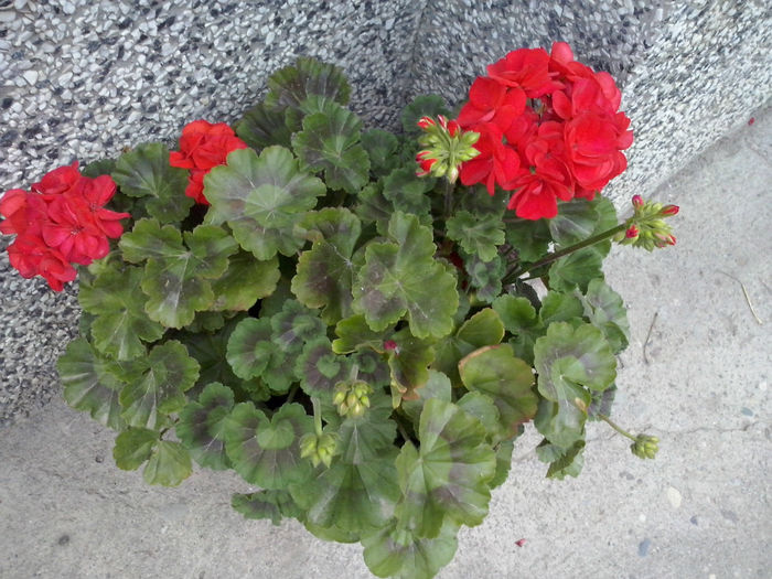 CAM01696 - 2014 FLORI EXTERIOR