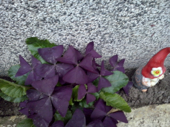 CAM01697 - 2014 FLORI EXTERIOR