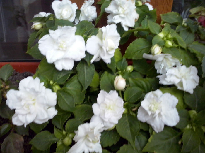 CAM01699 - 2014 FLORI EXTERIOR