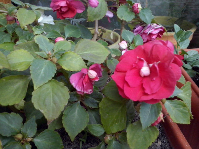 CAM01700 - 2014 FLORI EXTERIOR