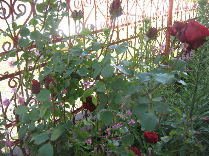 trandafiri 005 - Trandafiri in gradina mea