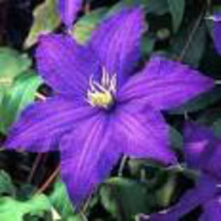  - 2013-2014 CLEMATIS