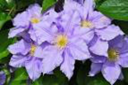  - 2013-2014 CLEMATIS