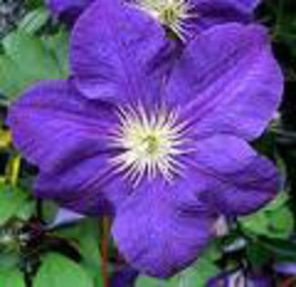  - 2013-2014 CLEMATIS