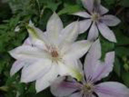  - 2013-2014 CLEMATIS