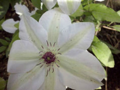  - 2013-2014 CLEMATIS