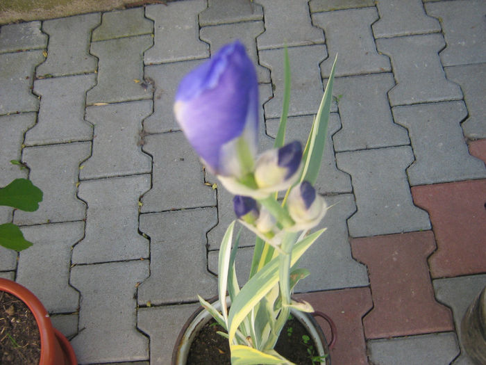 irisul meu 001 - Florile mele