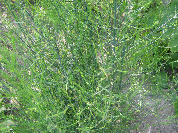 asparagus de ghiveci si de gradina 002