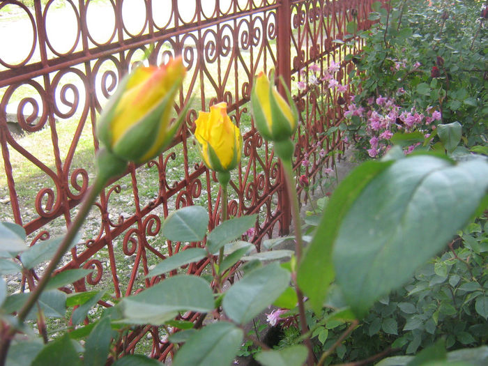 trandafiri 002 - Trandafiri in gradina mea