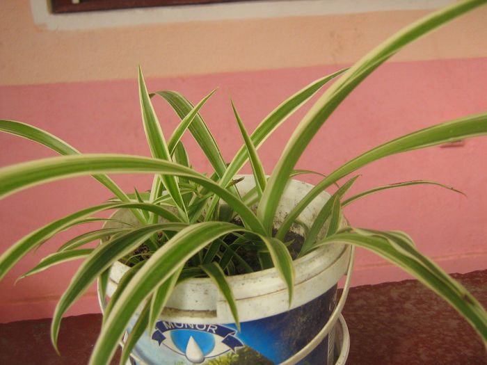 voalul miresei sau....