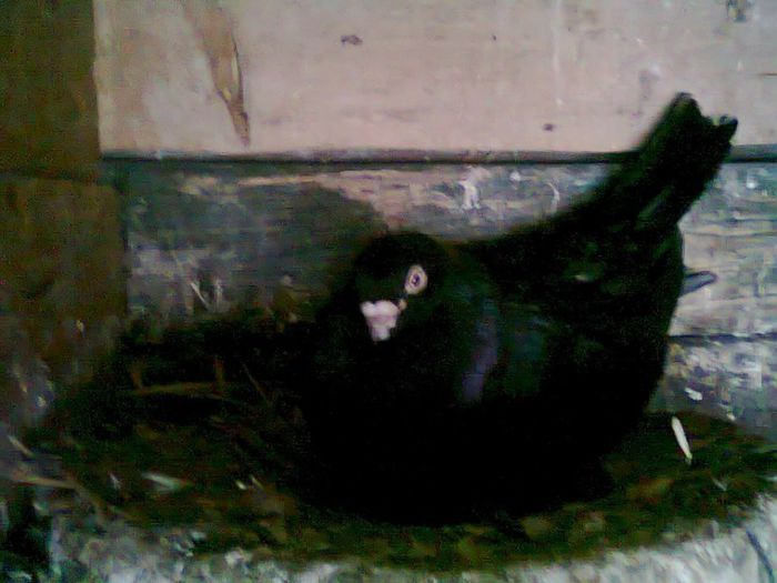 10255742_387463774727931_1935939961_n - PORUMBEI JUCATORI