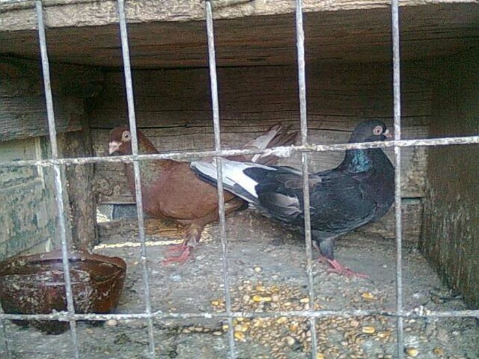 10270023_388187904655518_346579066_n