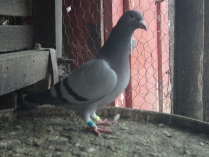 10323146_535874749868442_1642787681_n