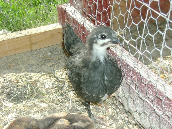 australorp