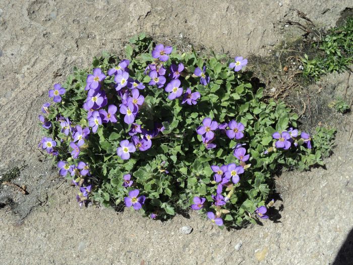 poze 2014 296 aubrieta