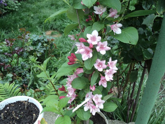 poze 2014 336 ce daca sunt mica...