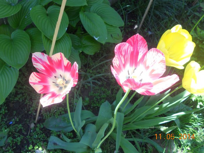 DSCN4986