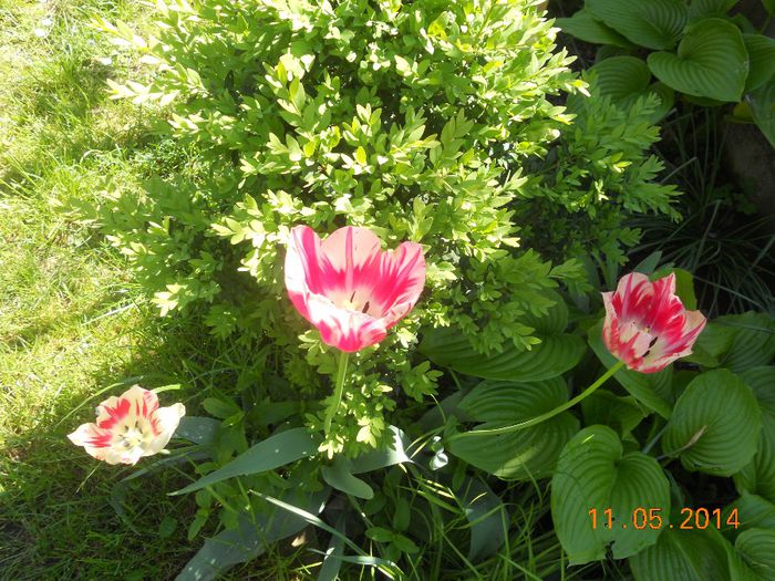 DSCN4995