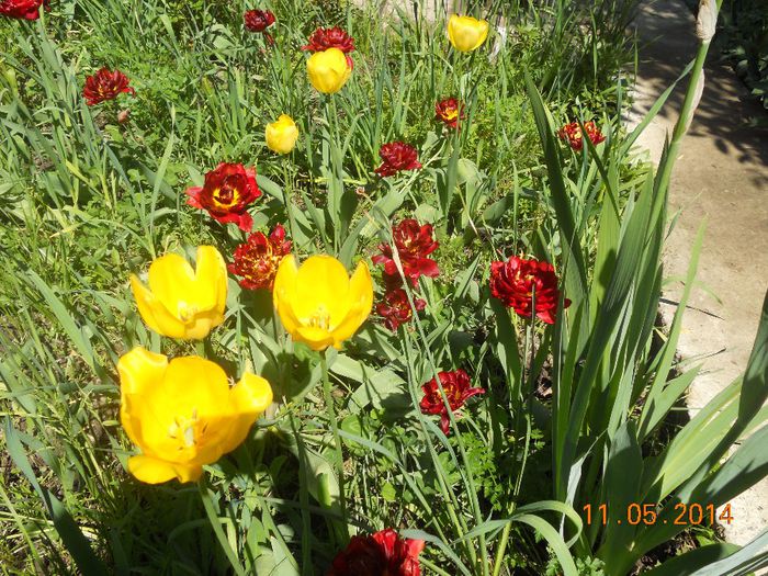 DSCN5006