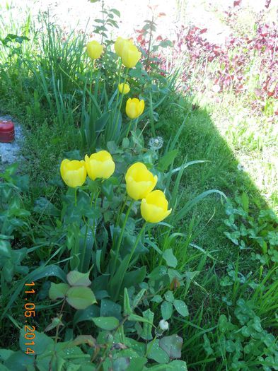 DSCN5009