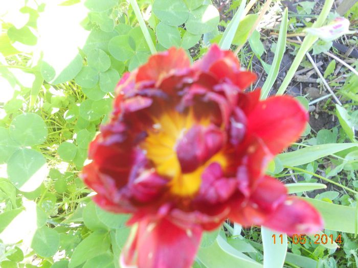DSCN5010