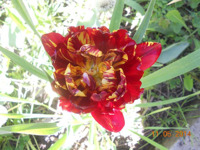 DSCN5037