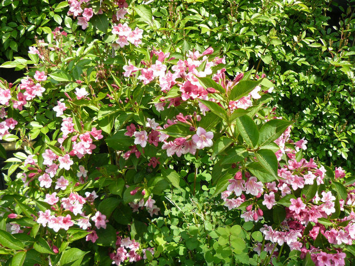 weigelia