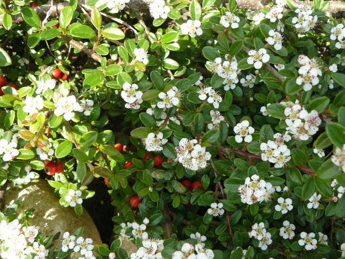 cotoneaster 11 mai - Primavara 2014