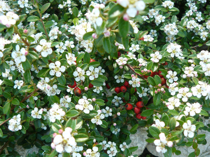 cotoneaster - Gradina rozelor_2014