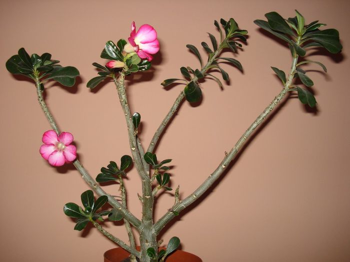 DSC08556