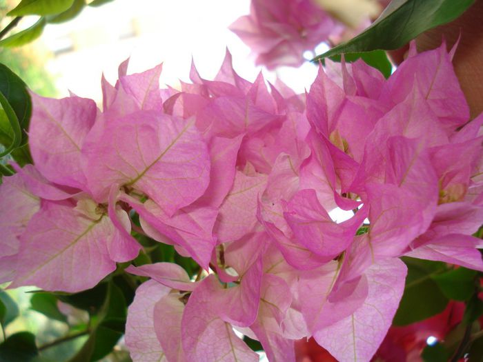 DSC08554 - FLORI 2014