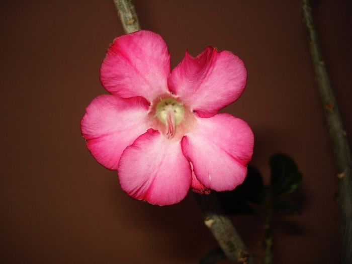DSC08557 - FLORI 2014