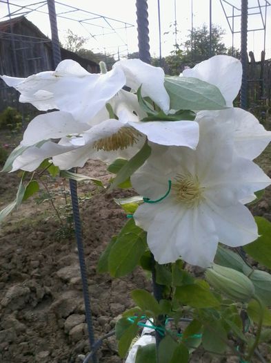 clematis toki