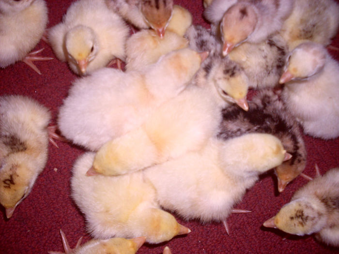 SDC12105 - Curcan de casa