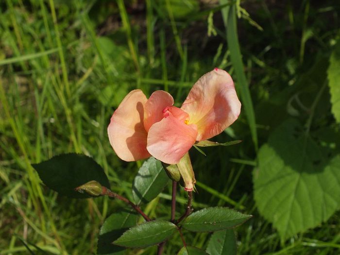 11.05.2014c - Rosa Chinensis Mutabilis