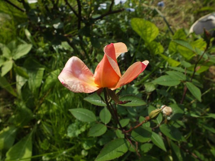 11.05.2014a - Rosa Chinensis Mutabilis