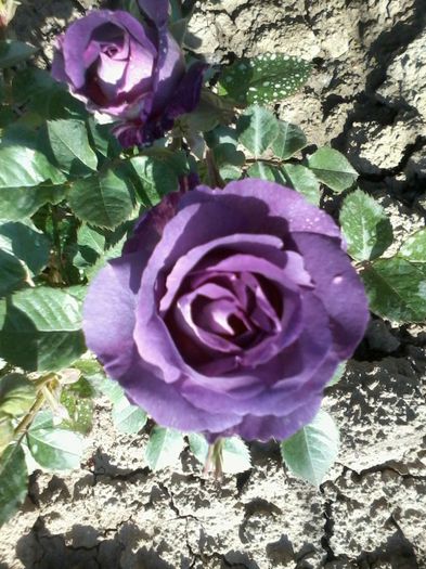 blue for you