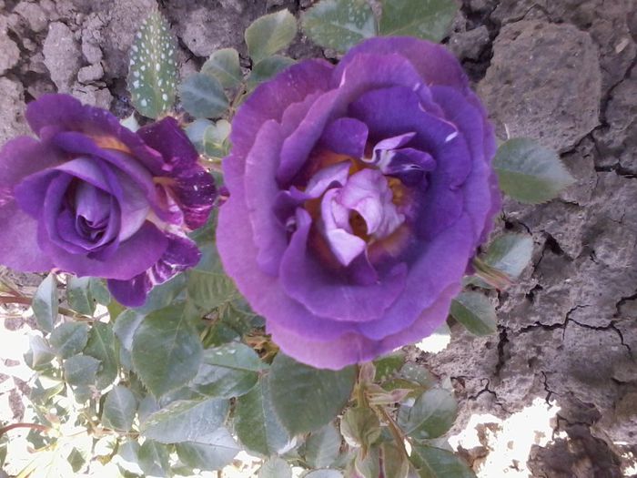 2014-05-11 09.54.29