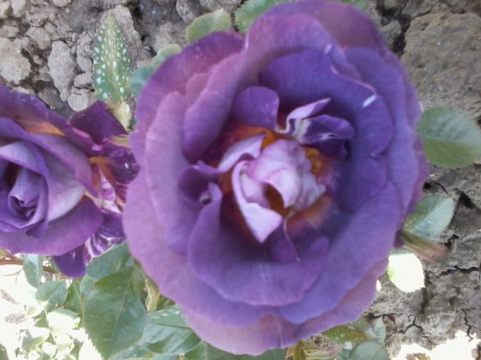 blue for you
