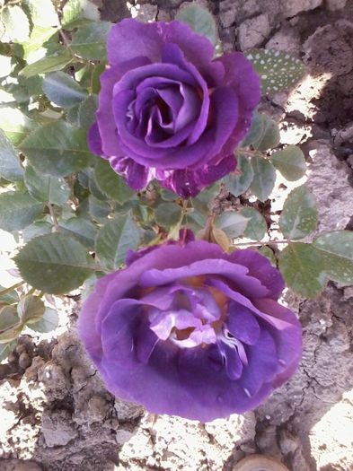 blue for you