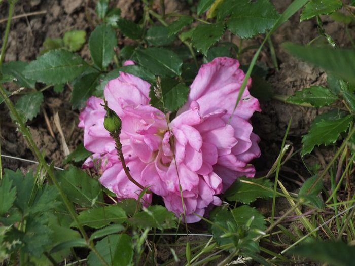 11.05.2014 - Christopher Marlowe