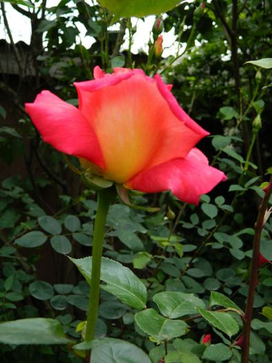 DSCN8754