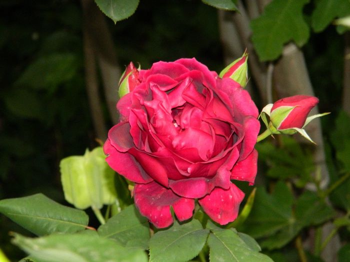 DSCN8766