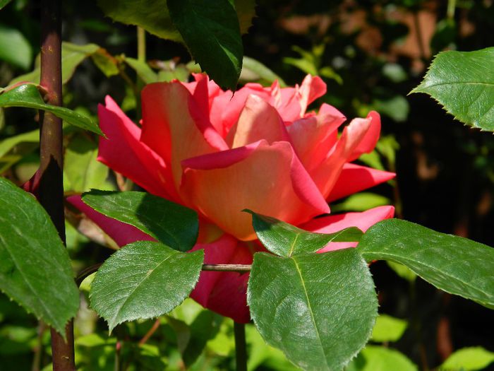 DSCN8824