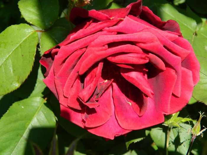 DSCN8833