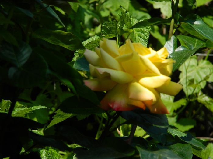 DSCN8847